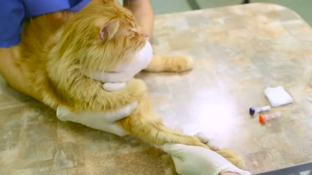 Rote Flauschkatze zur Untersuchung in Tierklinik. — Stockvideo