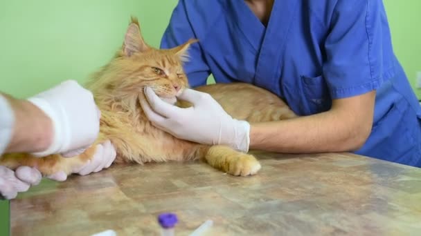 Röd fluffig katt på granskning i en veterinärklinik. — Stockvideo