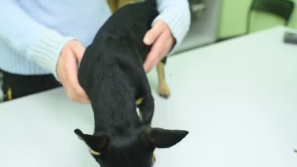 Le vétérinaire vérifie le chien du Pinscher sur la puce . — Video
