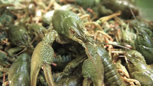 A lot of green live crayfish — Stock Video