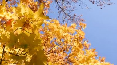 mavi gökyüzüne karşı rüzgarda bir ağaç dalı yakın çekim sinek sonbahar akçaağaç yaprakları