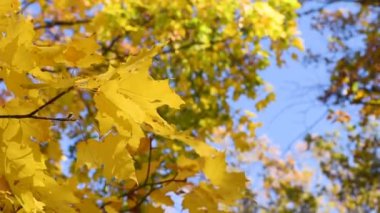 mavi gökyüzüne karşı rüzgarda bir ağaç dalı yakın çekim sinek sonbahar akçaağaç yaprakları
