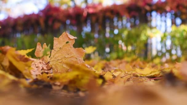 Hermoso parque de otoño con callejones con hojas amarillas caídas de cerca . — Vídeos de Stock