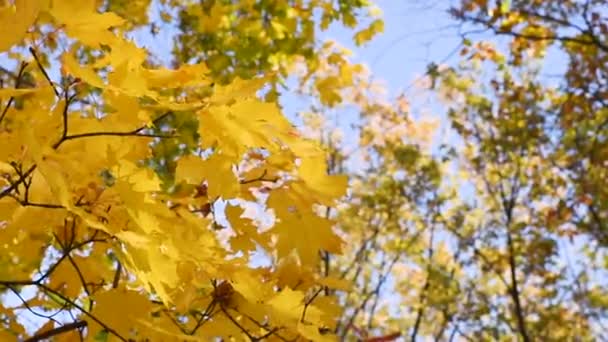 Autumn maple leaves on a tree branch close-up fly in the wind against the blue sky — Stock Video