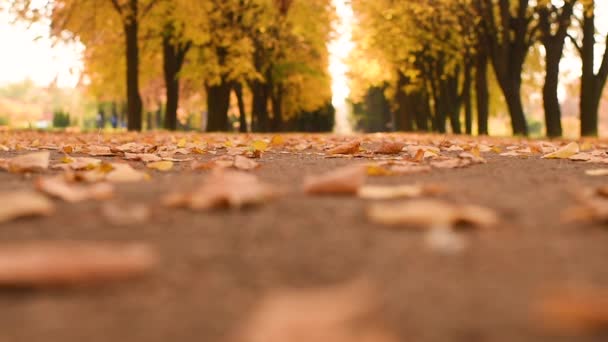 Bambino cavalca uno scooter sullo sfondo di foglie gialle cadute nel parco . — Video Stock