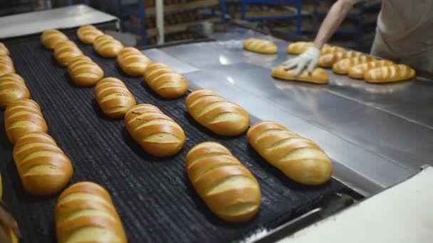 Jonge mannelijke Baker verwijdert verse geurige warme broden en gebak uit de oven tegen de achtergrond van een productielijn of een container met brood. — Stockvideo