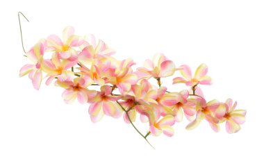 Turuncu pembe tropikal rubra sarmaşık çiçeği bir demet. Portakal pembesi tropikal rubra sarmaşık sunar. Aşk, romantik sevgililer günü hediyesi. Yapay sahte Plumeria Rubra havada uçuyor. Beyaz arkaplan izole