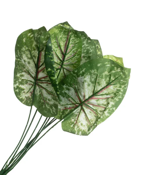 Green Leaf Viele Künstlich Gefleckte Betelblätter Mit Zweigen Dunkelgrüne Blätter — Stockfoto