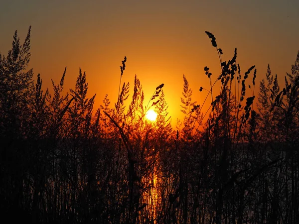 Sunset Grass River Summer Russia Ural Perm Region — Stock Photo, Image