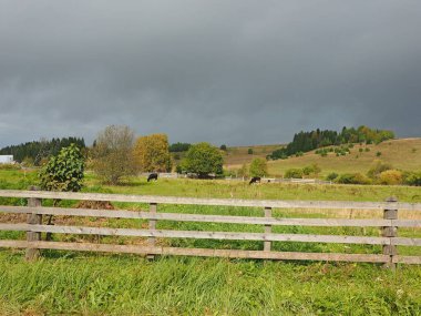Otlaktaki buzağılar. Düş! Ural. - Rusya. Perma Bölgesi, Elovo