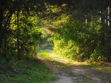 Ormandaki yol. Ağaçlar, Sonbahar. Ural. - Rusya. Perma Bölgesi, Elovo