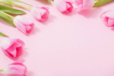 Pembe arka planda güzel pembe laleler