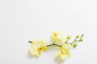 Sarı orkideler beyaz arkaplanda çiçekler