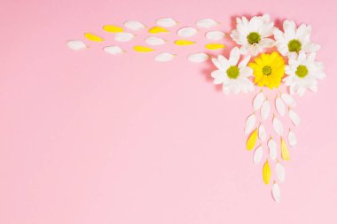 Pembe kağıtta beyaz ve sarı kasımpatı