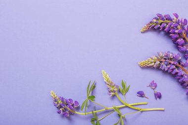 mor kağıt üzerinde lupin çiçekleri