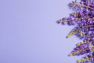 mor kağıt üzerinde lupin çiçekleri