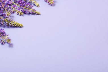 mor kağıt üzerinde lupin çiçekleri