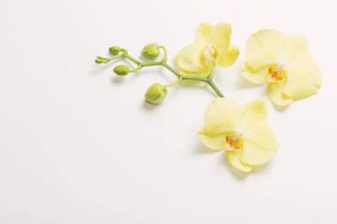 Sarı orkideler beyaz arkaplanda çiçekler