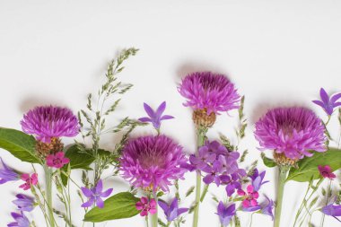 beyaz arkaplanda mor yaz çiçekleri