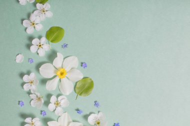 Yeşil kağıtta beyaz narsis ve kiraz çiçekleri