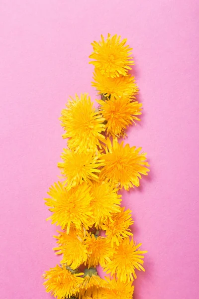 yellow dandelions on pink paper background