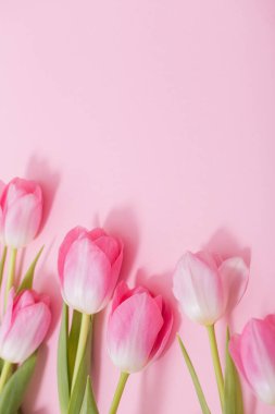 Pembe arka planda güzel pembe laleler