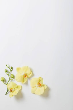 Sarı orkideler beyaz arkaplanda çiçekler