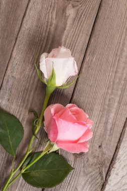 Eski ahşap arka planda iki pembe gül
