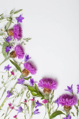 beyaz arkaplanda mor yaz çiçekleri