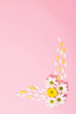 Pembe kağıtta beyaz ve sarı kasımpatı