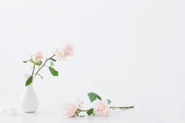 Beyaz arkaplanda pembe güller