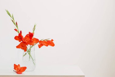 Beyaz arkaplanda cam sürahi içinde kırmızı gladiolus