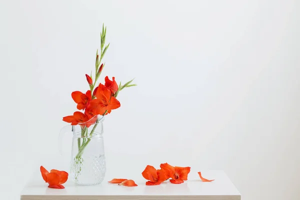 Red Gladiolus Glass Jug White Background — Stock Photo, Image