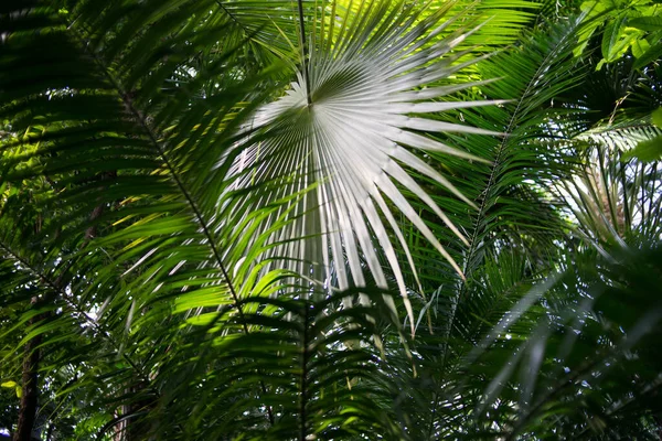 Plants in a botanical garden. Tropical and subtropical climate flowers