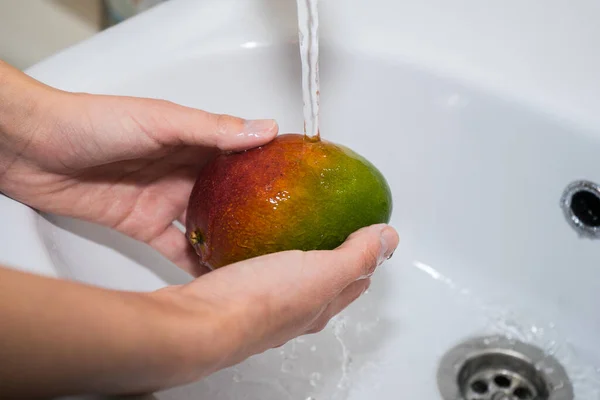 hands and red-green mango under a stream of water. Girl washes mangoes