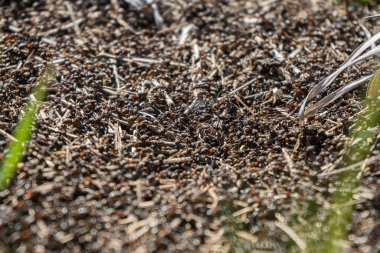 Bir sürü karınca yaklaşıyor. Dev bir karınca ordusu tarlada bir karınca tepesi inşa ediyor.. 