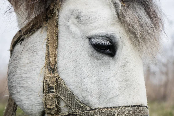 Eye of a white horse close up. Animal look on a leash — Stock Photo, Image