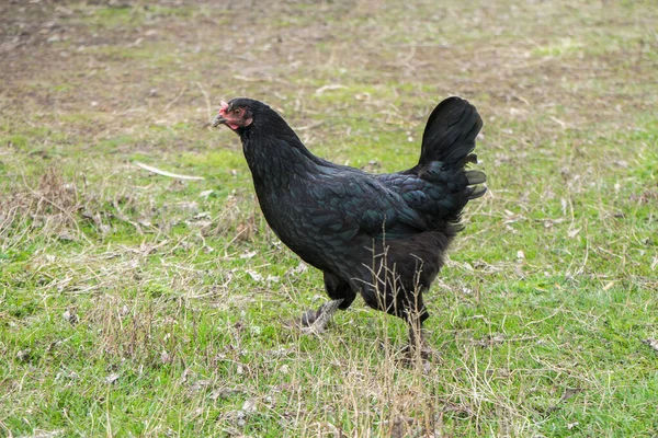 Black chicken walks on the green grass in the village. .Livestock
