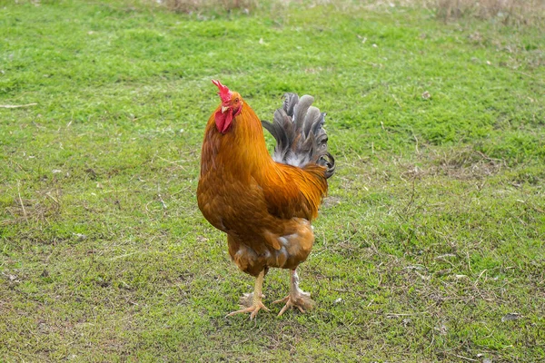 Gallo marrón sobre hierba verde en el pueblo. Una polla para dar un paseo. .Ganado —  Fotos de Stock