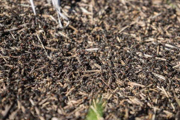 Muchas hormigas de cerca. Un enorme ejército de hormigas está construyendo una colina de hormigas en el campo . — Foto de Stock