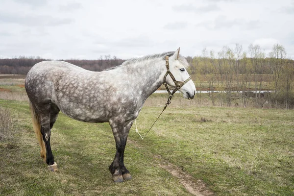 White beautiful horse grazes in the field. White horse on green grass — Stock Photo, Image