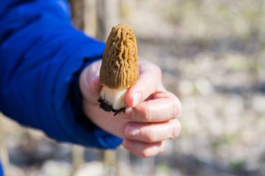 Elinde Morchella mantarı var. Morel mantar çeşitleri.. 