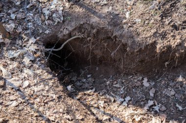 Ormanda porsuk deliği. Porsuk evi. Loş ormandaki takviye