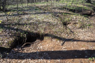 Ormanda porsuk deliği. Porsuk evi. Loş ormandaki takviye