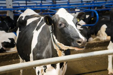 Çiftlikteki bir çiftlikte süt ineği. Bir inek daha yakından bakıyor. Çiftlik hayvanları 