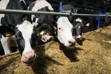 Çiftlikteki bir çiftlikte süt inekleri. İnekler saman ya da ot yer. Çiftlik hayvanları