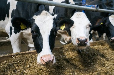 Çiftlikteki bir çiftlikte süt inekleri. İnekler saman ya da ot yer. Çiftlik hayvanları