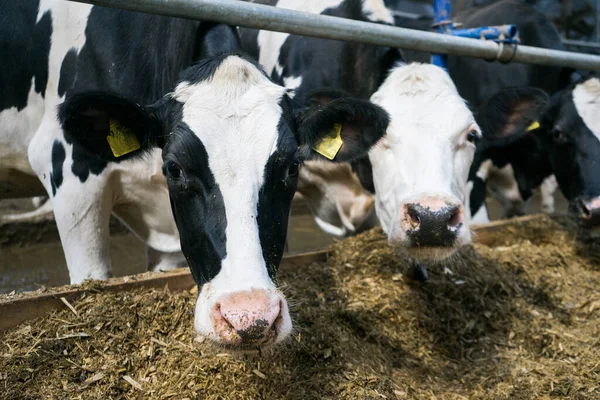 Vaches laitières dans une ferme dans la stalle. Les vaches mangent du foin ou de l'herbe. Élevage — Photo