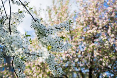 Çiçekli elma ağaçlarının arka planında çiçek açan kiraz. Çiçek. 