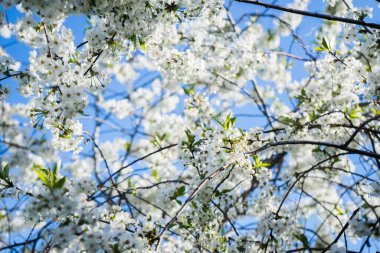 Bahar bahçesinde çiçek açan kiraz. Çiçek. Beyaz kiraz çiçekleri çiçek açtı.